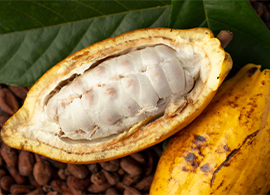 Cacao