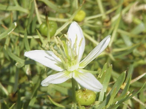 Peganum harmala Blume