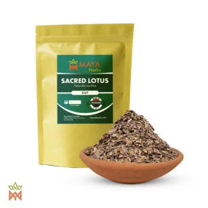 Sacred Lotus (Nelumbo Nucifera) - Cut Flowers from Thailand