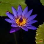 Template_Videos_Produtos_Maya_BlueLotus-Cover