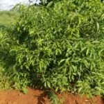 Template_Videos_Produtos_Maya_Iboga-Cover