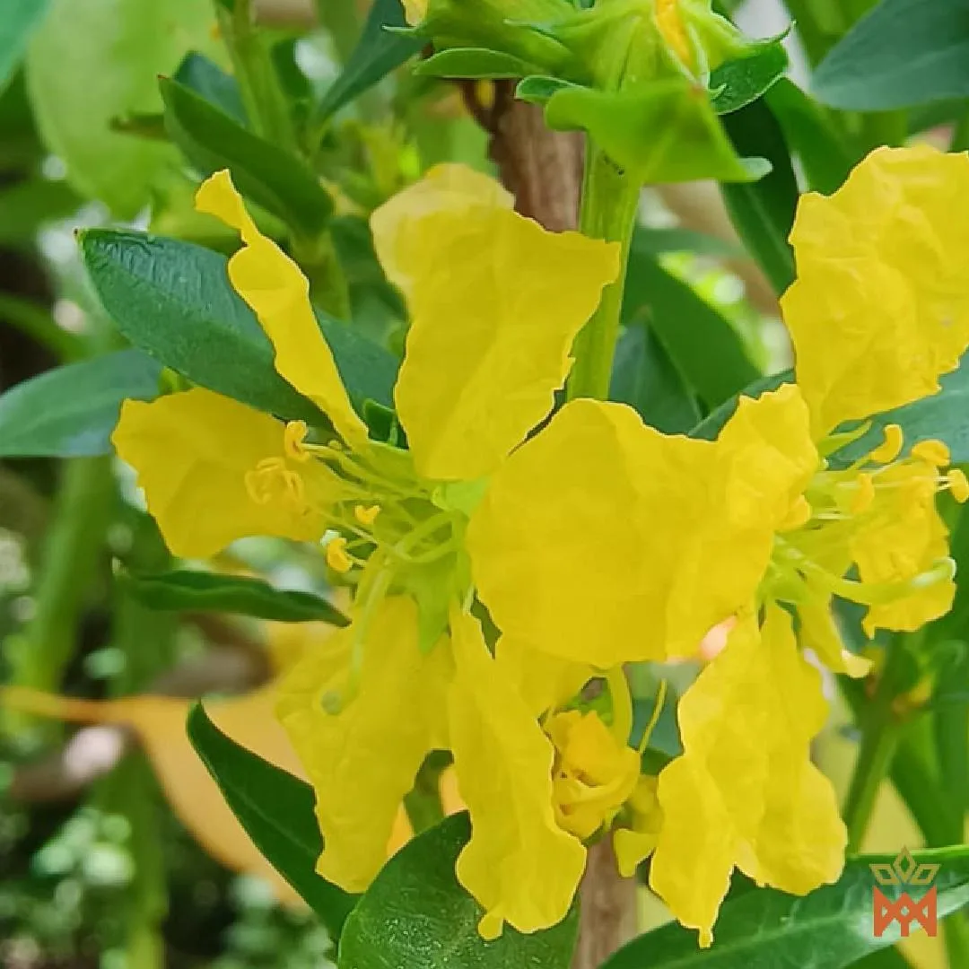 Sinicuichi | Heimia Salicifolia | Shredded | Mexico