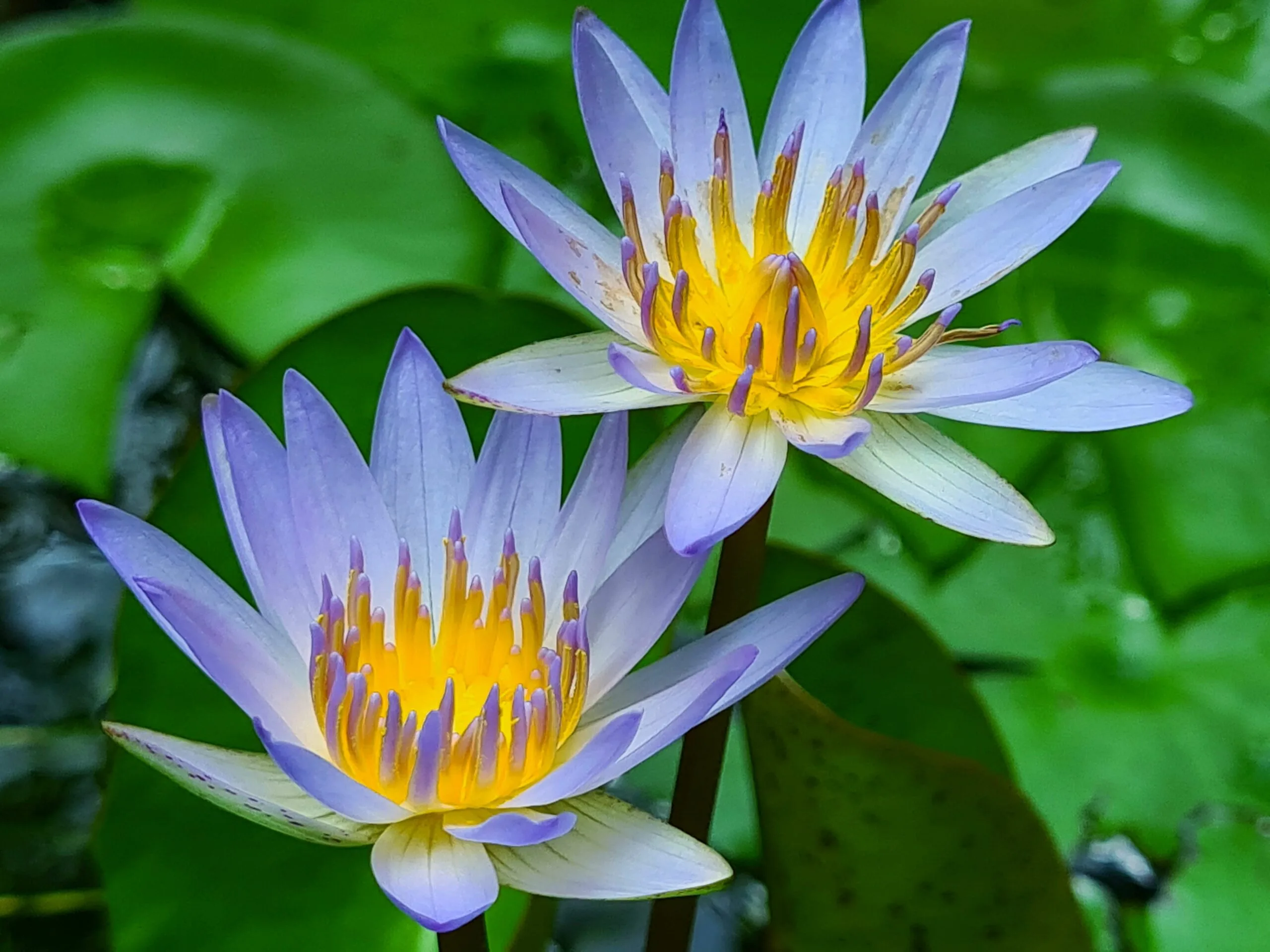 Blue Lotus | Buy Blue Lotus Products