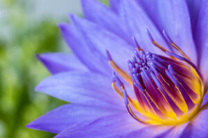 Blue Lotus Flower