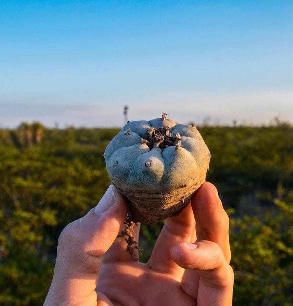Peyote offer