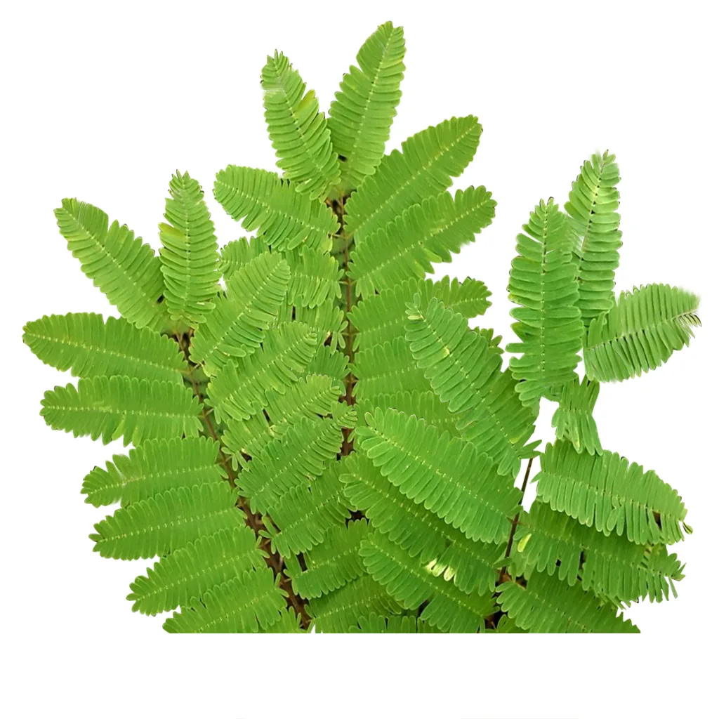 Aya Plants | MAYA Ethnobotanicals
