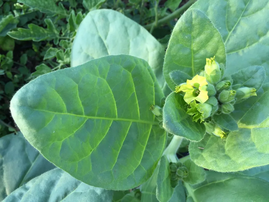 Mapacho | Nicotiana Rustica | Peru & Brazil
