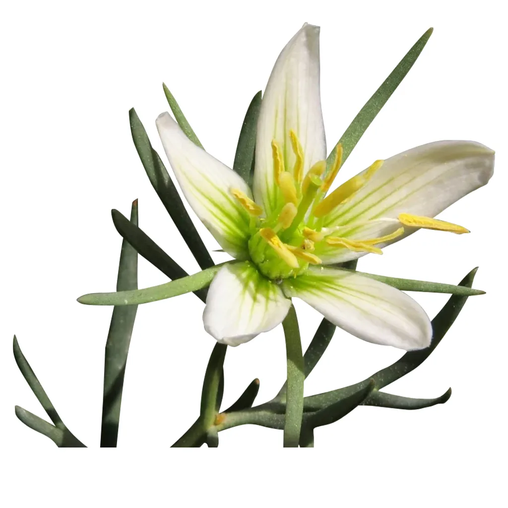 Aya Plants | MAYA Ethnobotanicals