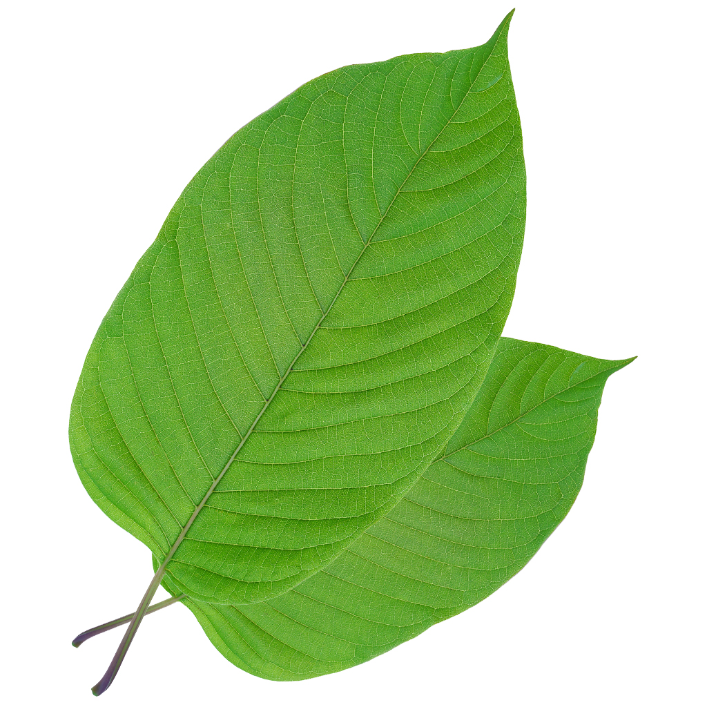 White Kratom