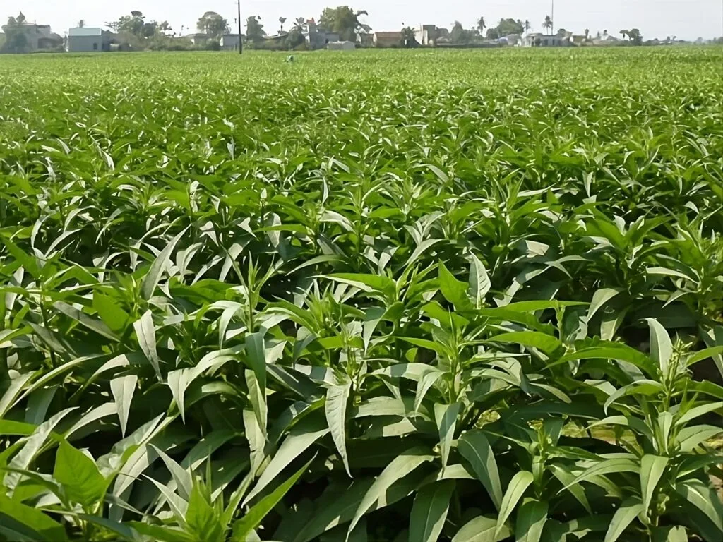 mapacho tobacco store nashville Mapacho | Nicotiana Rustica | Peru & Brazil