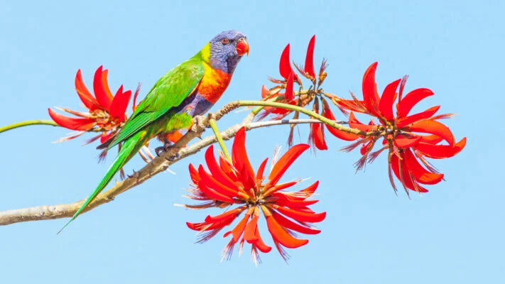 Coral Tree